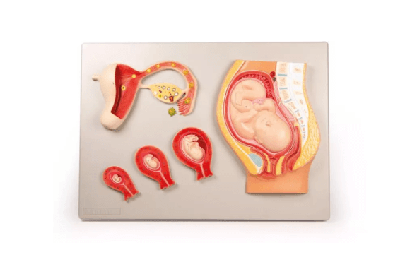 Fetale Entwicklung - Erler - Zimmer